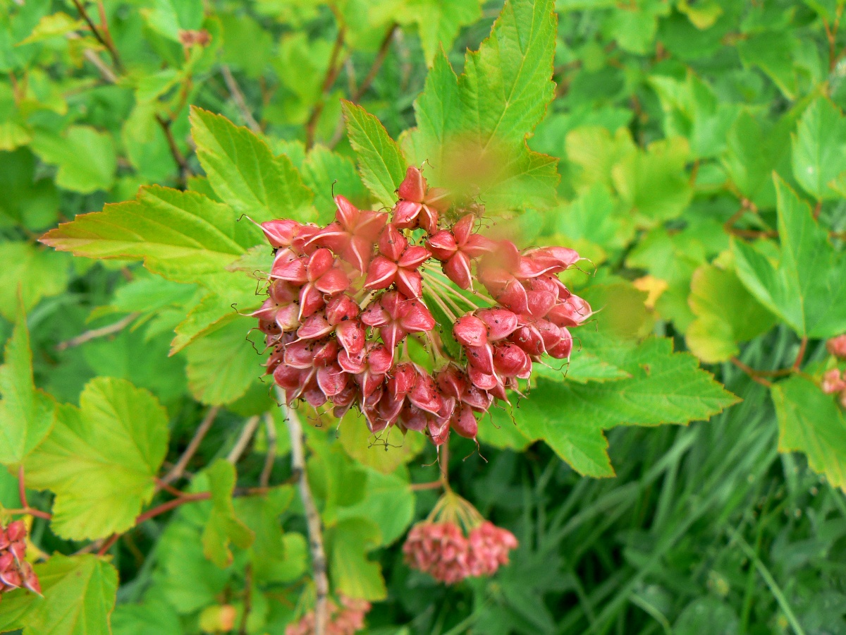 Изображение особи Physocarpus opulifolius.