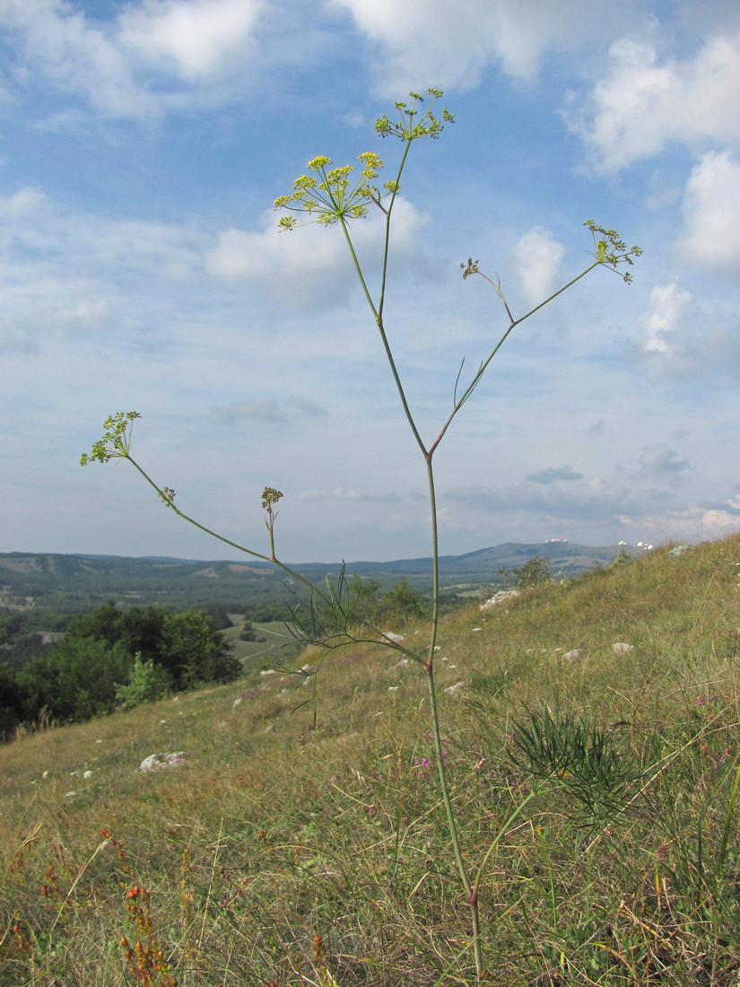 Изображение особи Peucedanum tauricum.