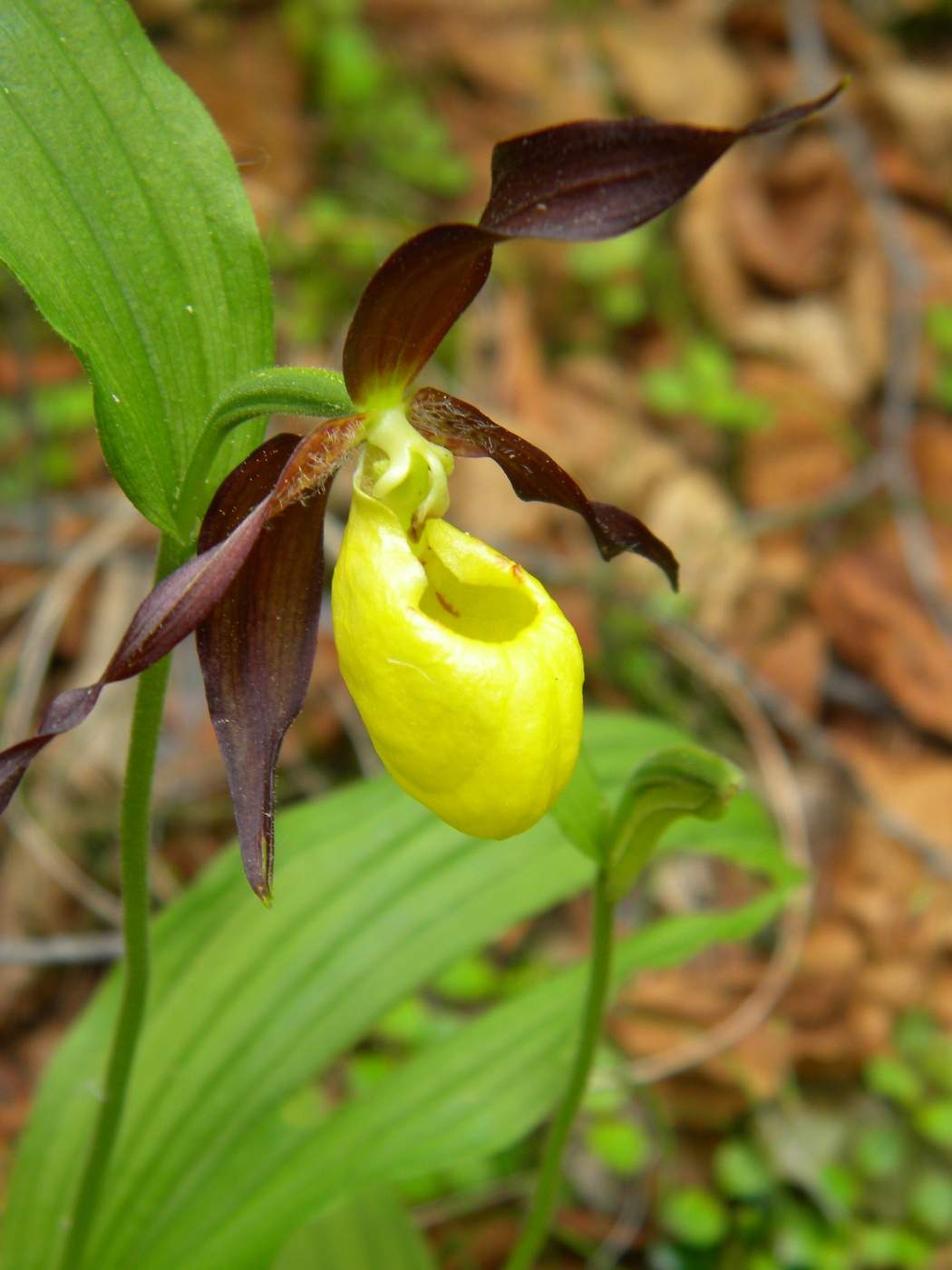 Image of Cypripedium calceolus specimen.