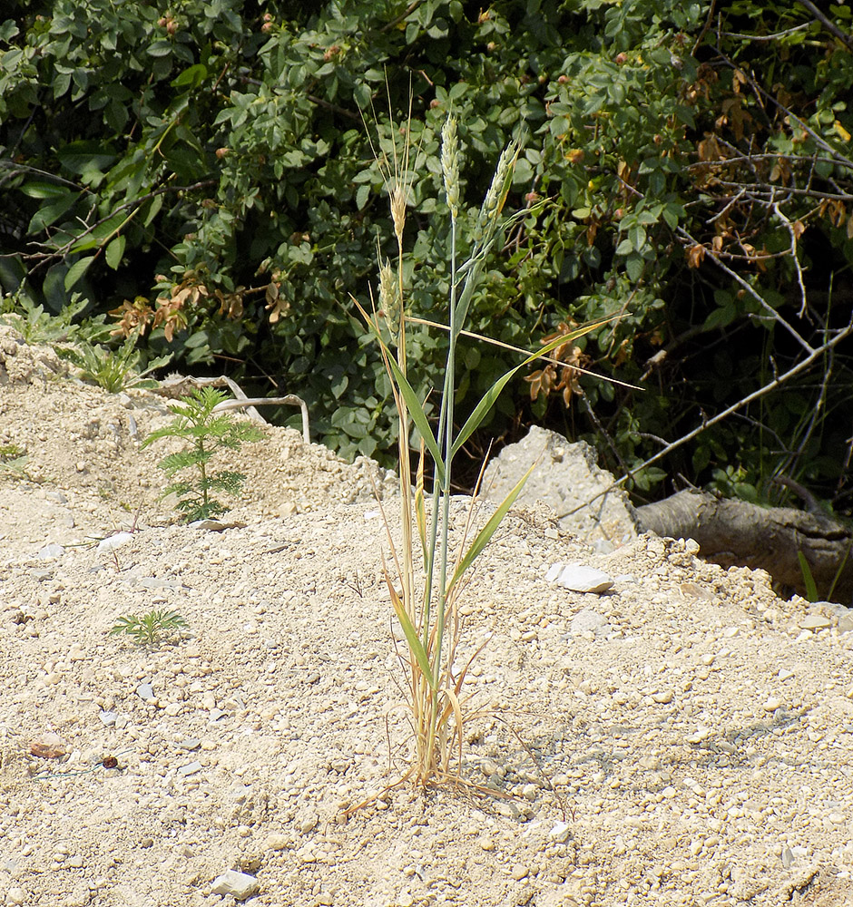 Image of Triticum aestivum specimen.