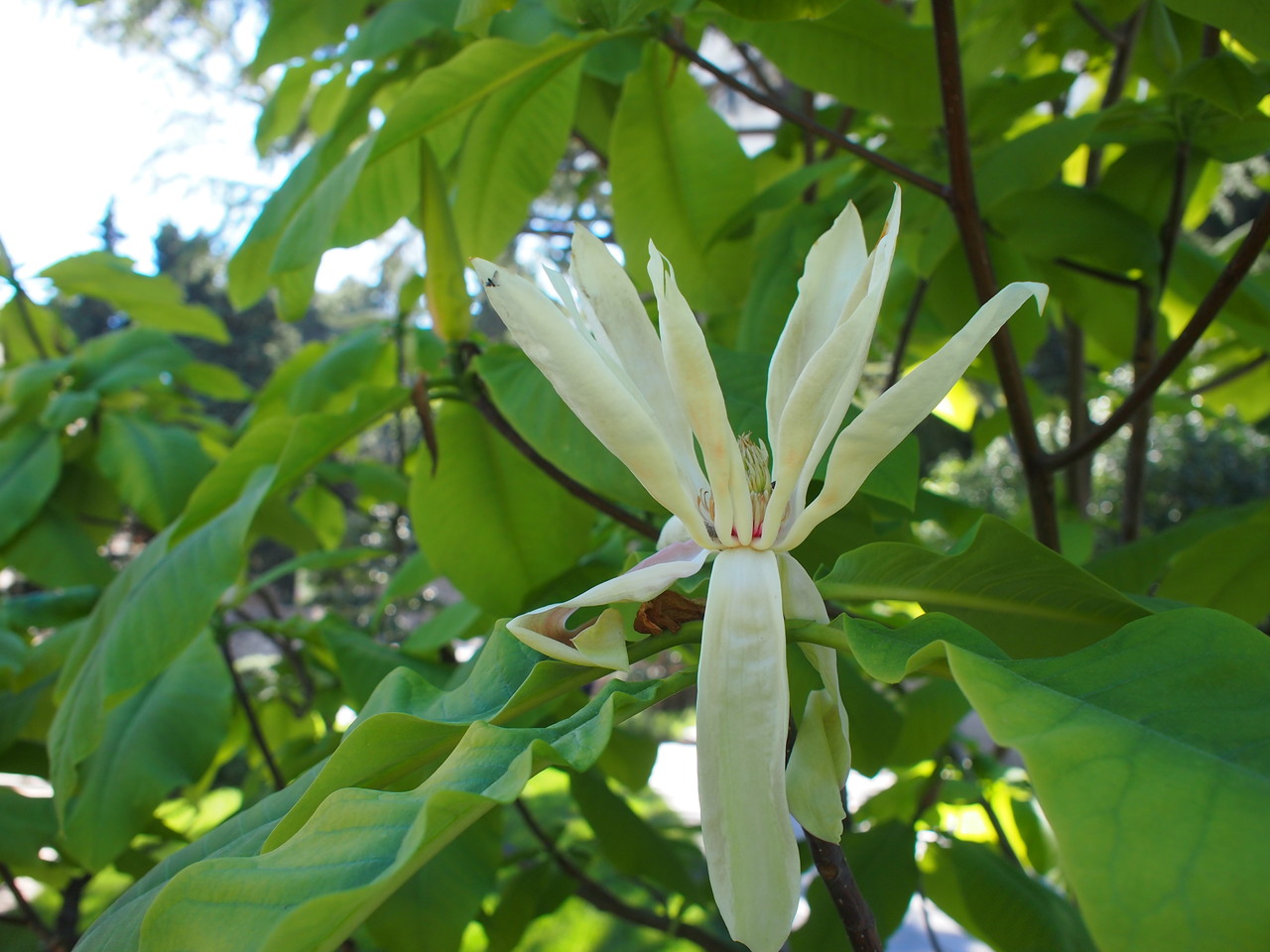 Image of Magnolia tripetala specimen.