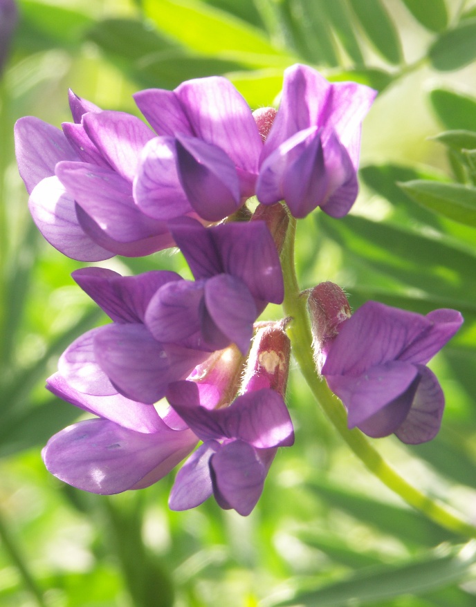 Изображение особи Vicia uralensis.