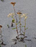 Achillea millefolium. Цветущие и плодоносящие растения. Московская обл., Воскресенский р-н, Лопатинские карьеры, песчаный склон карьера. 02.09.2018.