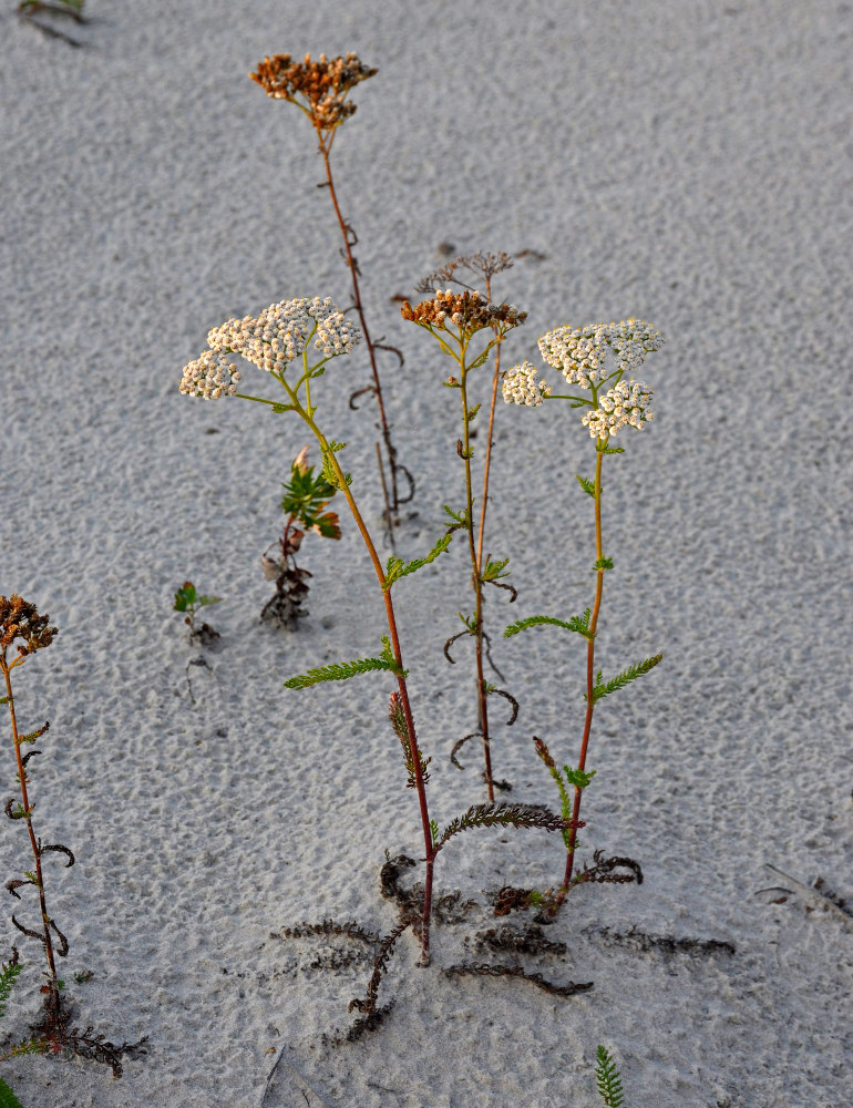 Изображение особи Achillea millefolium.