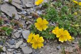 Potentilla gelida