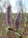 Salix saxatilis