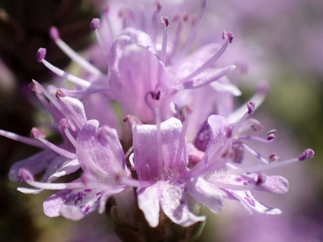 Image of Thymbra capitata specimen.