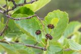 Alnus glutinosa