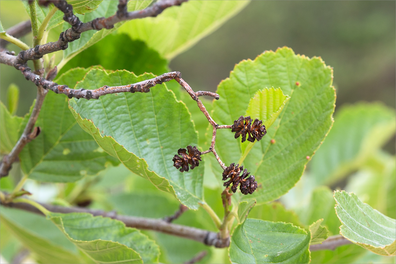 Изображение особи Alnus glutinosa.