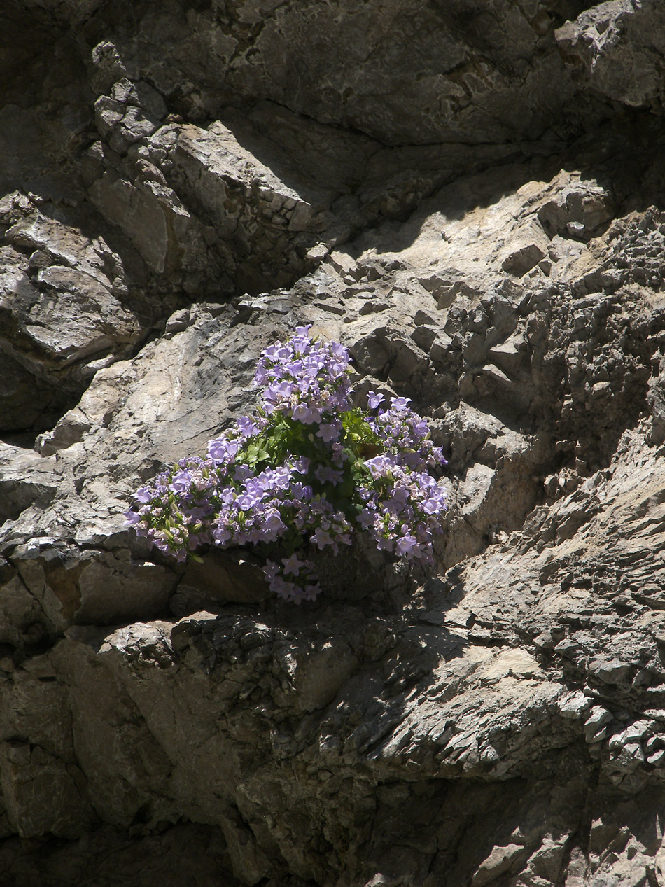 Изображение особи Campanula mirabilis.