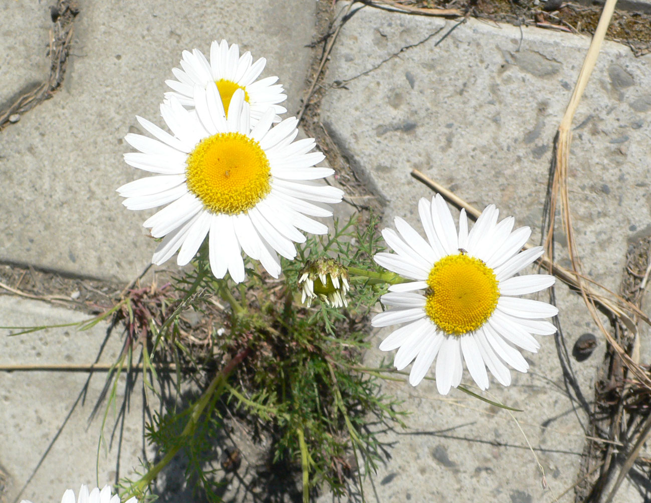 Image of genus Tripleurospermum specimen.