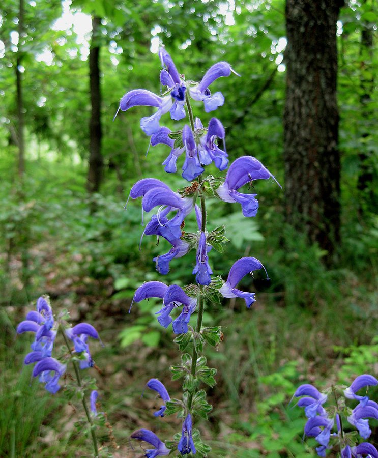 Изображение особи Salvia pratensis.
