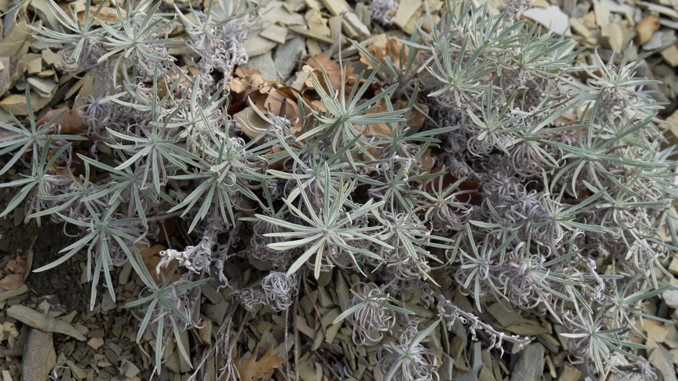 Image of Onosma polyphylla specimen.