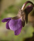 genus Viola
