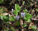 Viola selkirkii. Цветущее растение (внизу - листья Oxalis acetosella). Иркутская обл., Слюдянский р-н, долина р. Слюдянка, смешанный лес. 27.05.2018.