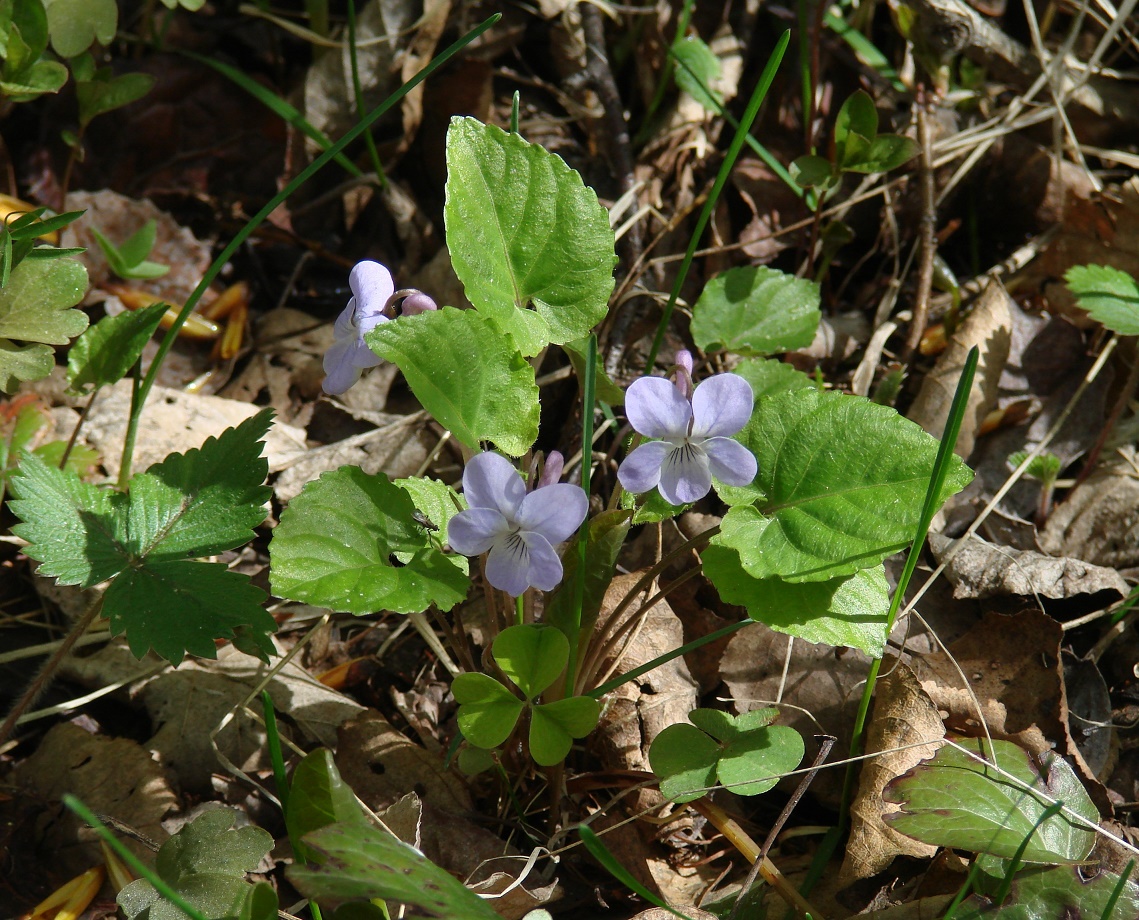 Изображение особи Viola selkirkii.