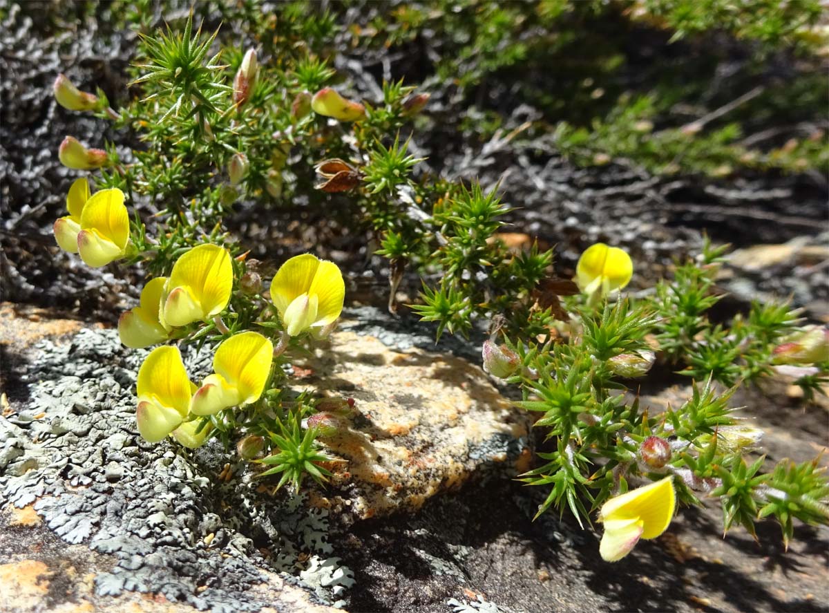 Изображение особи Aspalathus juniperina.