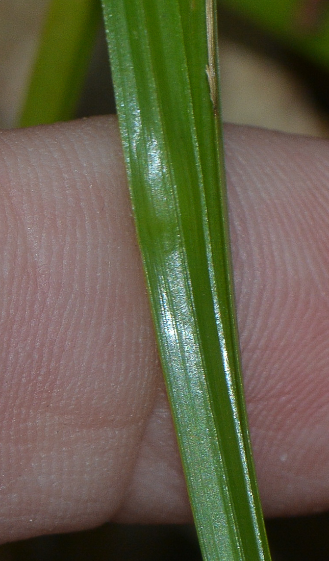 Image of genus Kyllinga specimen.
