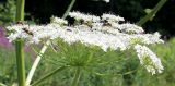 Heracleum sosnowskyi. Сложный зонтик с кормящимися насекомыми. Московская обл., Солнечногорский р-н, близ Щепкина болота, луг под ЛЭП. 12.07.2018.