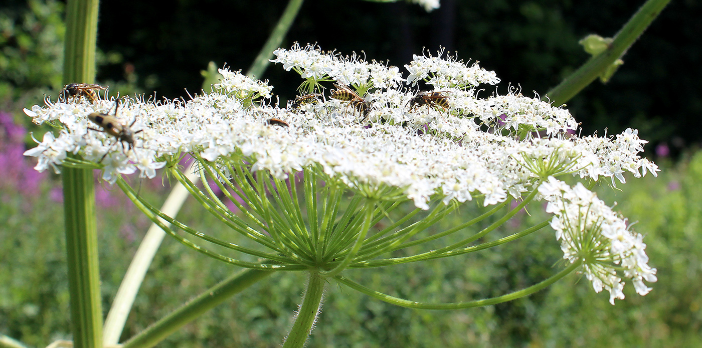 Image of Heracleum sosnowskyi specimen.