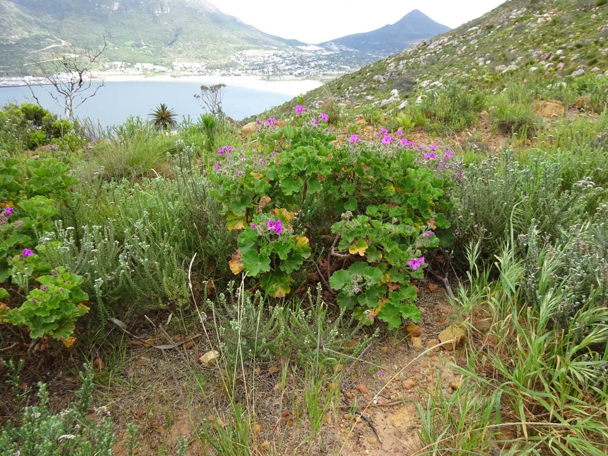 Изображение особи Pelargonium cucullatum.