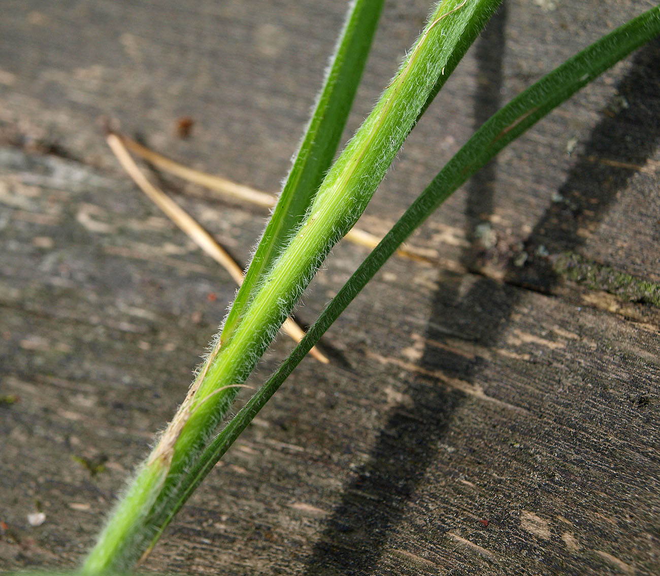 Image of Carex hirta specimen.