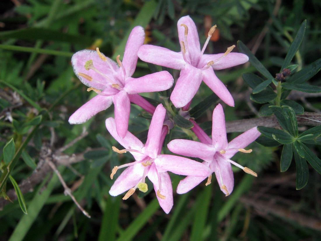 Изображение особи Lonicera alberti.