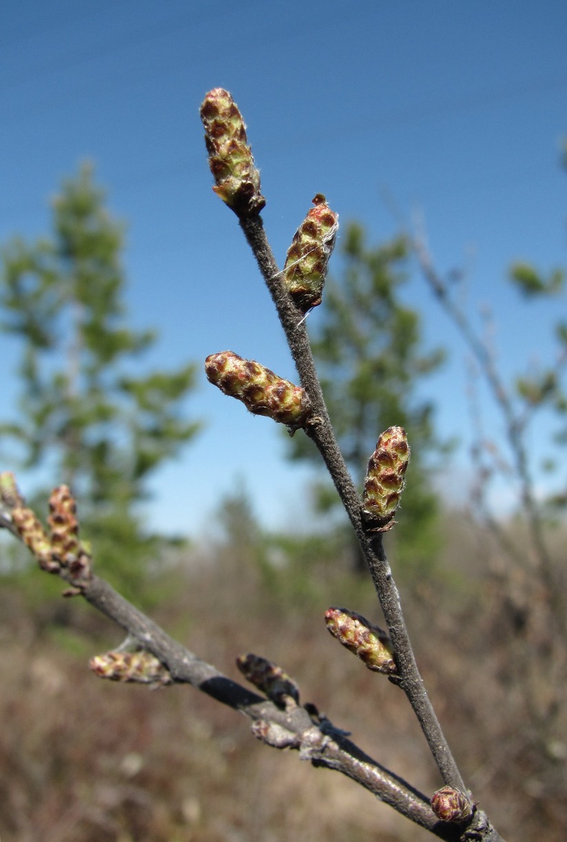 Image of Betula nana specimen.