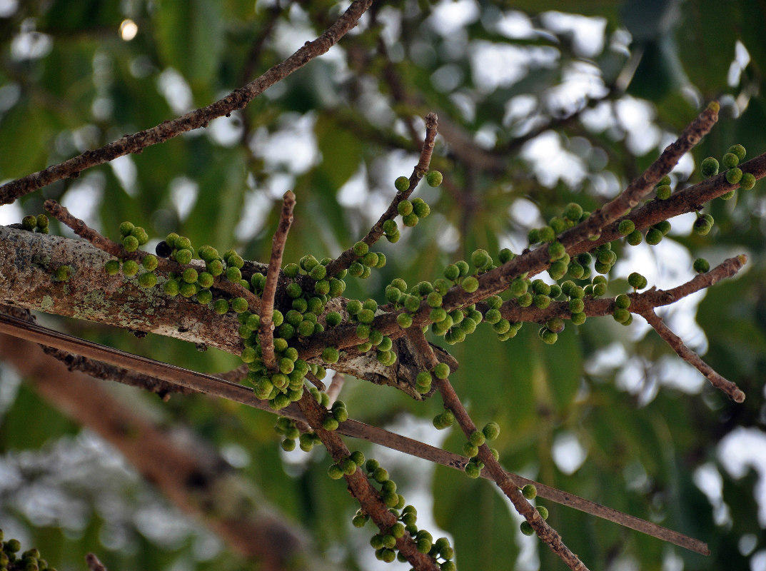 Image of Ficus superba specimen.