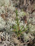 Calluna vulgaris. Вегетирующее растение. Окр. Архангельска, болото, среди Cladonia. 29.05.2011.