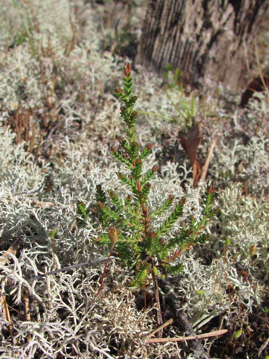 Изображение особи Calluna vulgaris.