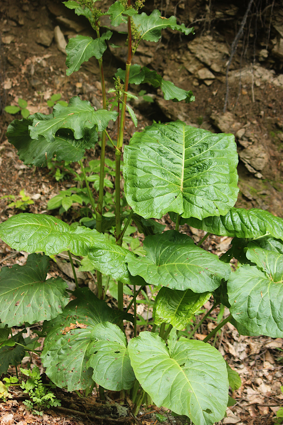 Изображение особи Rumex obtusifolius.