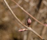 Viburnum opulus. Часть побега с просыпающимися почками. Средний Урал, Пермский край, Кунгурский р-н, правый берег р. Сылва, обочина гравийной дороги у подножия камня Ермак. 7 апреля 2019 г.