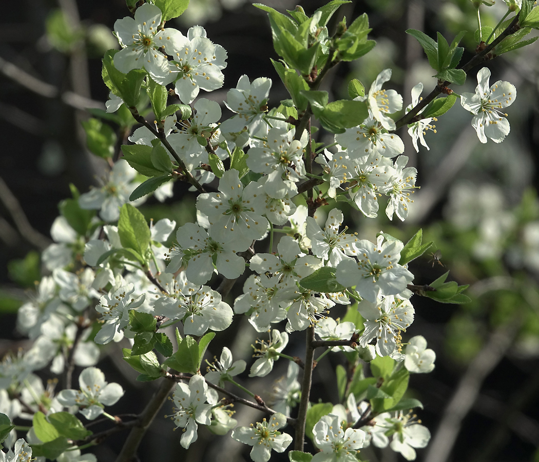 Image of Prunus domestica specimen.