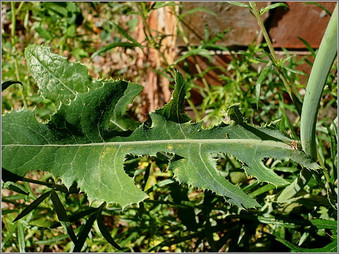 Изображение особи Sonchus arvensis.