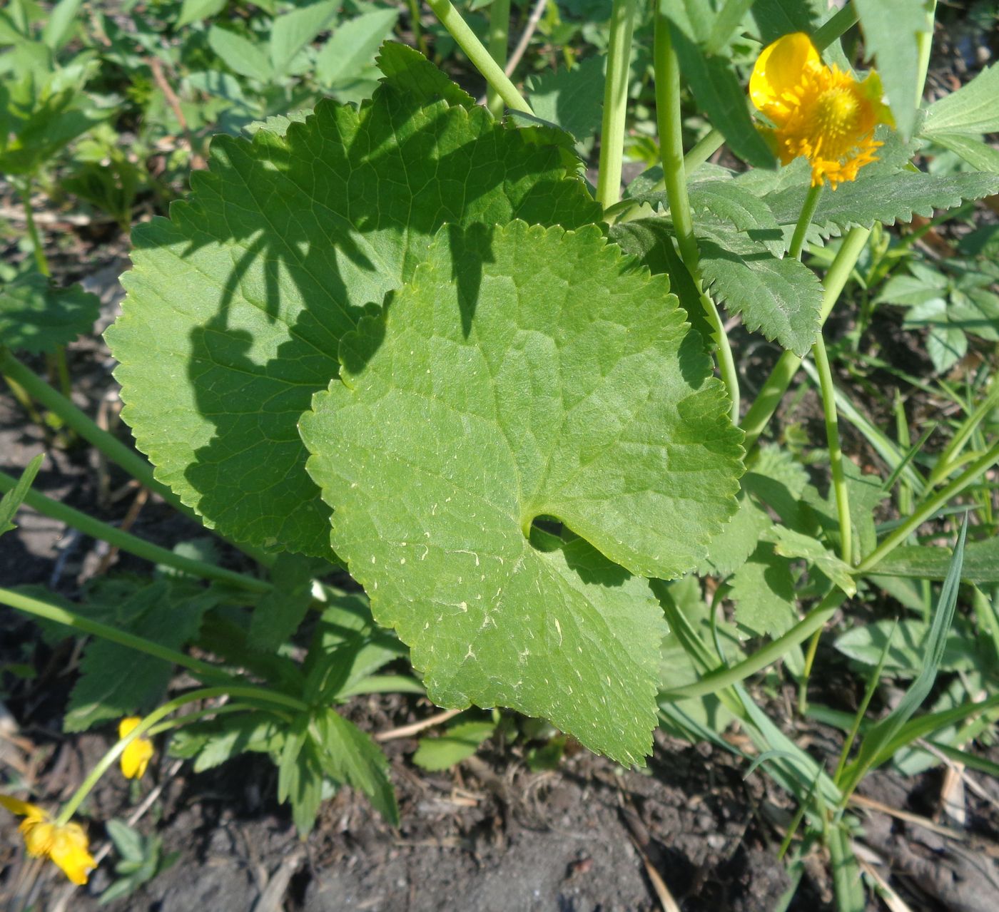 Изображение особи Ranunculus cassubicus.