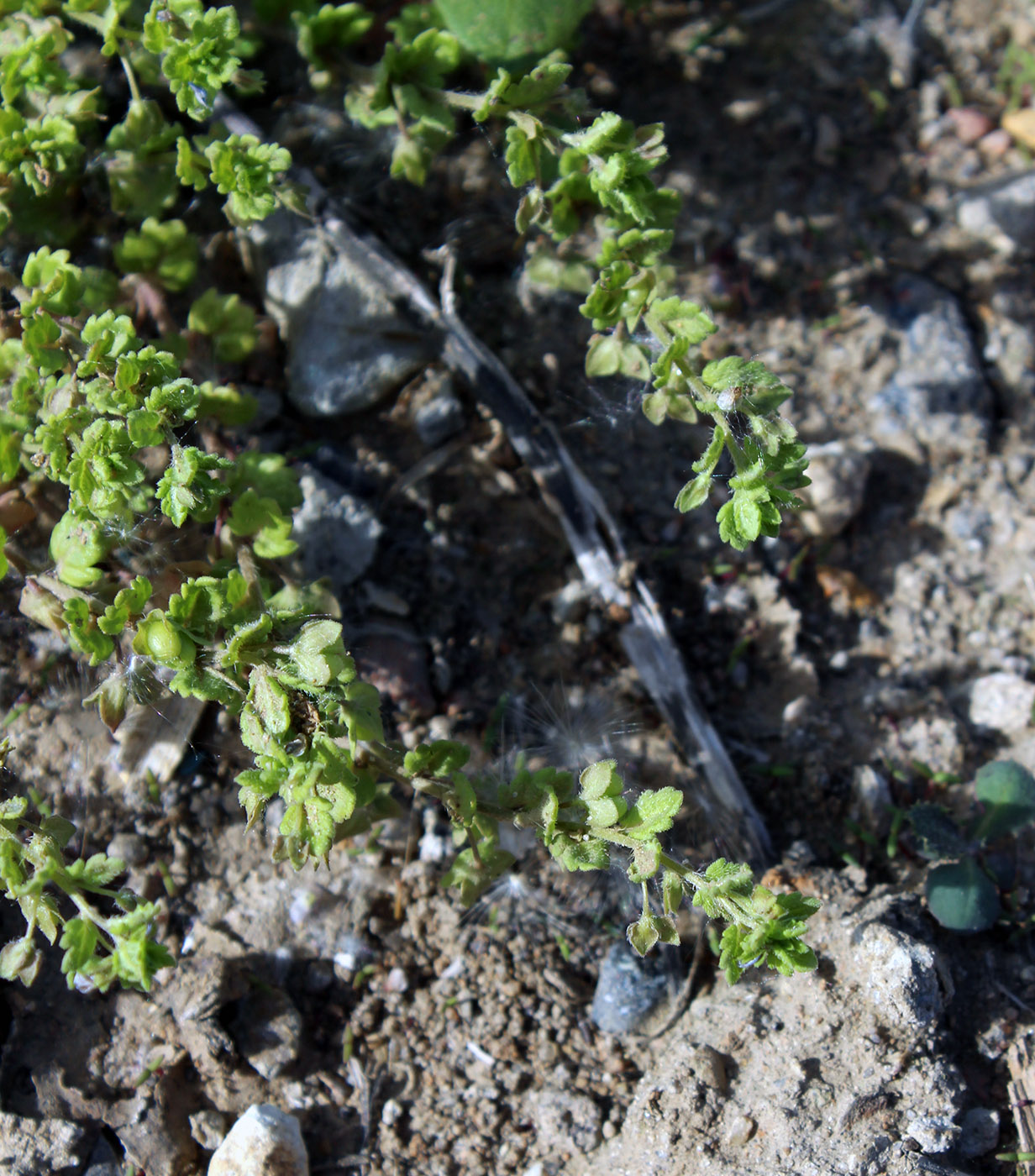 Image of Veronica polita specimen.