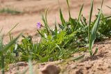 Erodium cicutarium. Цветущее растение в сообществе со злаками и Taraxacum. Беларусь, Витебская обл., пос. Езерище, дендрарий Езерищеского лесничества, выровненный отвал грунта. 01.05.2019.