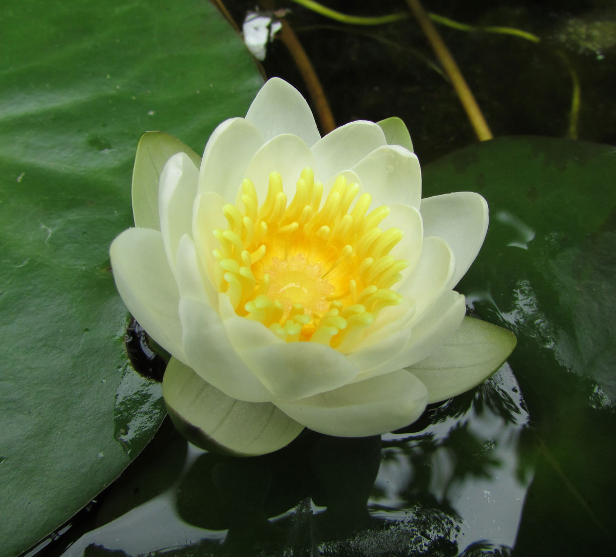 Изображение особи Nymphaea candida.