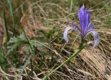 Iris biglumis