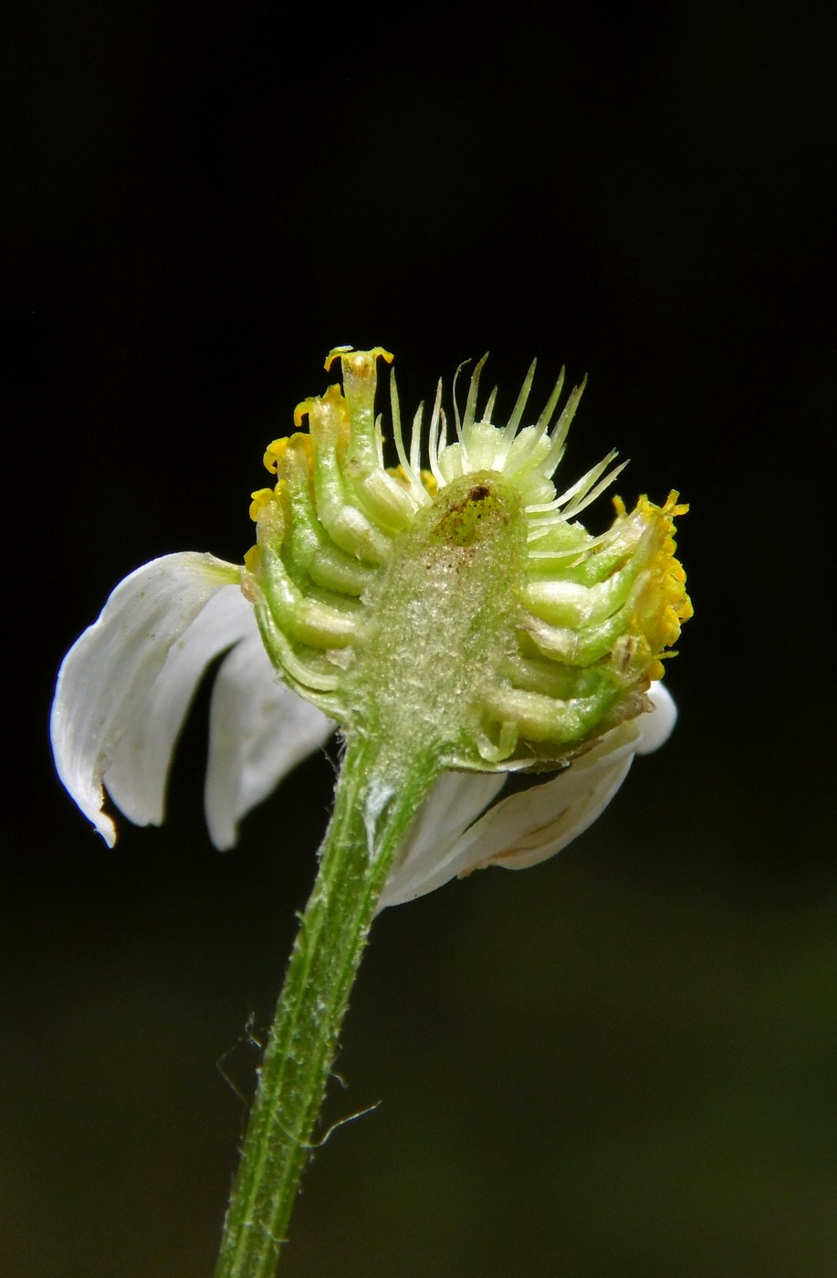 Изображение особи Anthemis cotula.