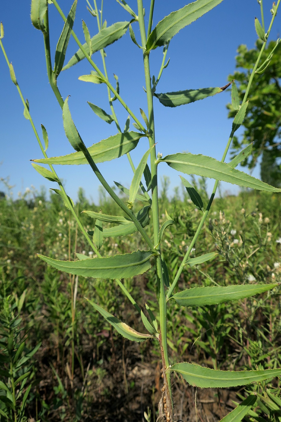 Изображение особи Chondrilla latifolia.