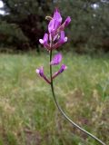 Astragalus varius