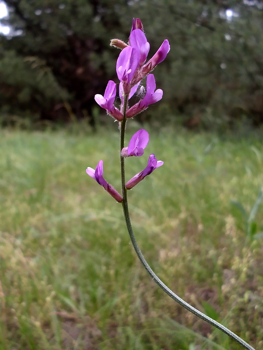 Изображение особи Astragalus varius.