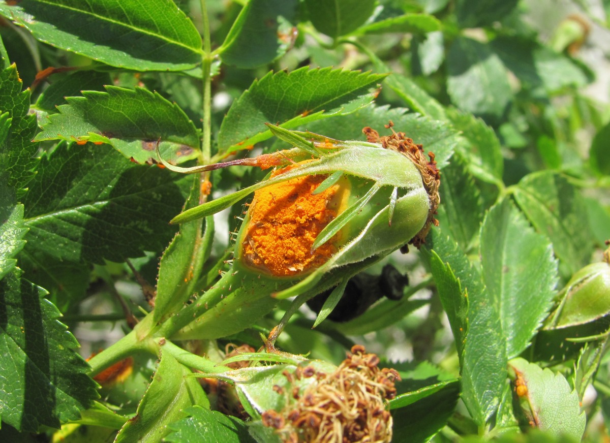 Image of Rosa canina specimen.