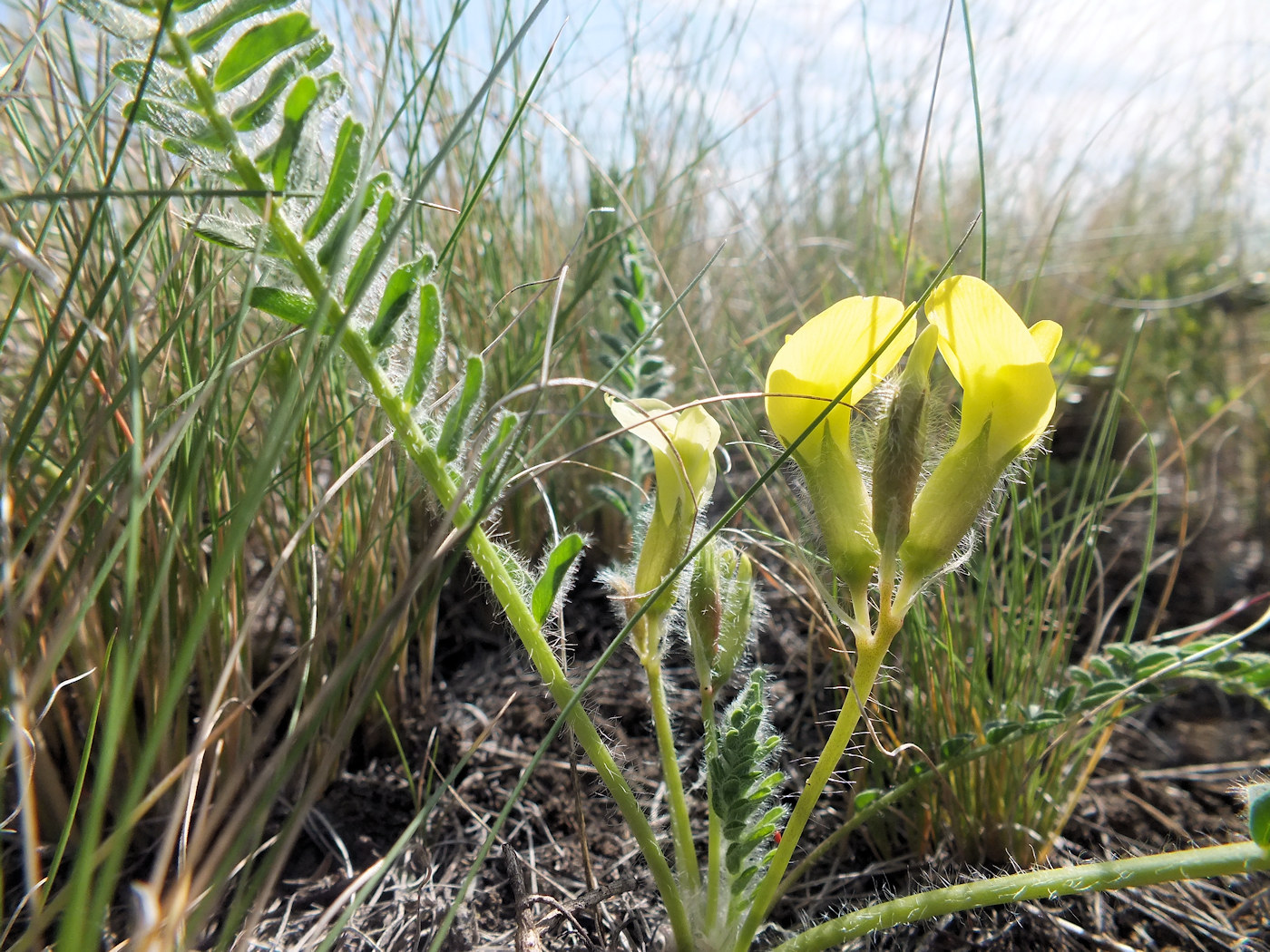 Изображение особи Astragalus wolgensis.