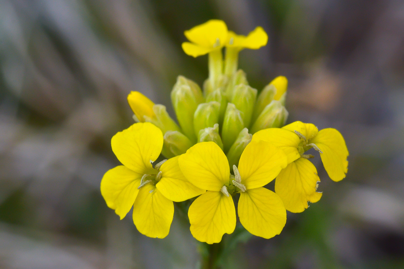 Изображение особи Erysimum ibericum.