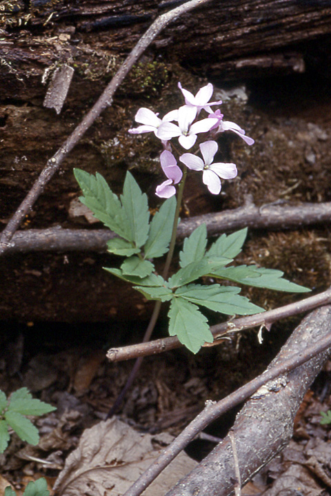 Image of Cardamine quinquefolia specimen.