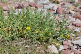 Astragalus lithophilus