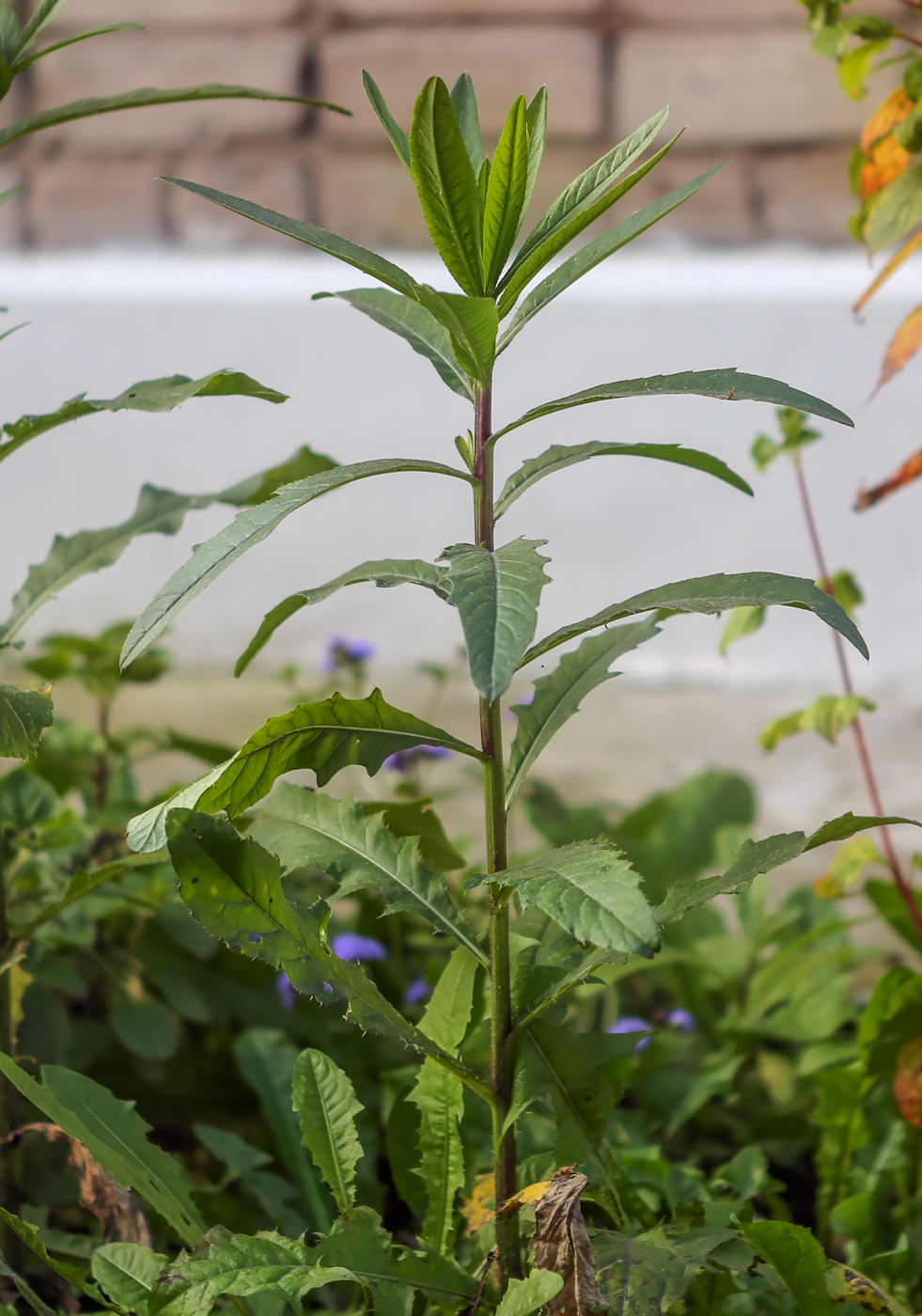 Image of Cirsium setosum specimen.